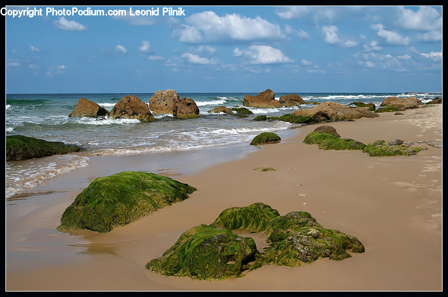 Broccoli, Produce, Vegetable, Algae, Beach, Coast, Outdoors