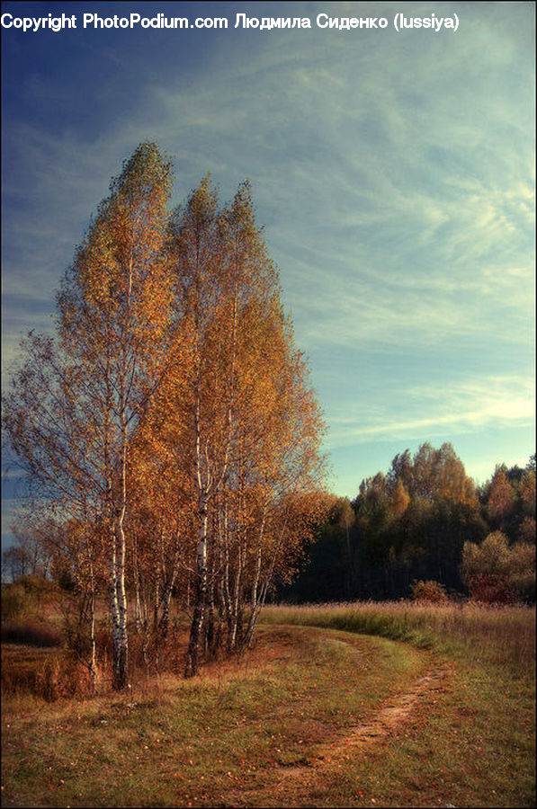 Birch, Tree, Wood, Dirt Road, Gravel, Road, Plant
