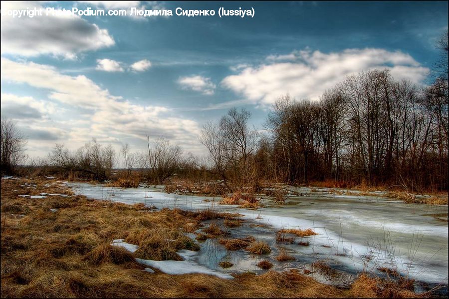 Land, Marsh, Pond, Swamp, Water, Field, Grass