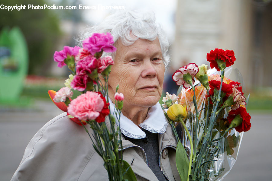 Blossom, Carnation, Flower, Plant, People, Person, Human