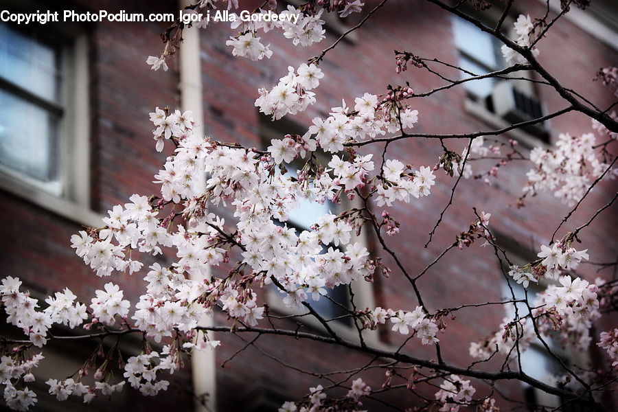Blossom, Flora, Flower, Plant, Cherry Blossom, Potted Plant, Brick