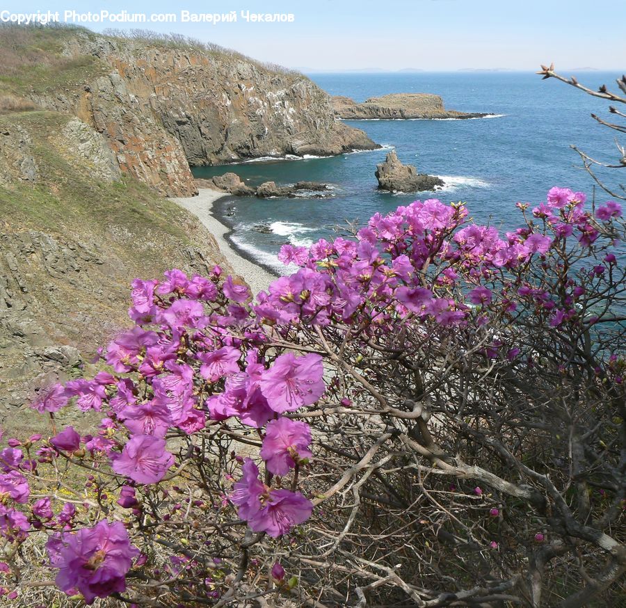 Cosmos, Cliff, Outdoors, Blossom, Flora, Flower, Plant