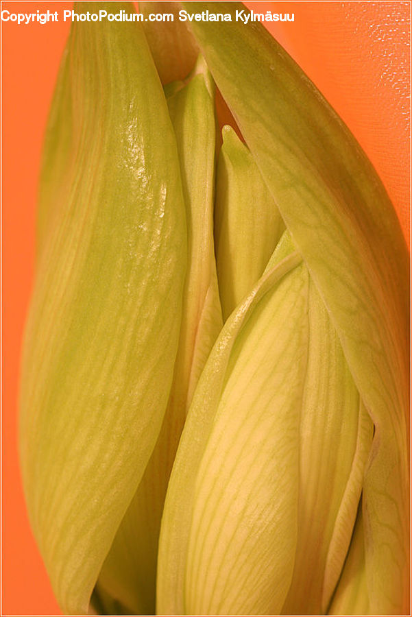 Garlic, Plant, Bud, Blossom, Flora, Flower