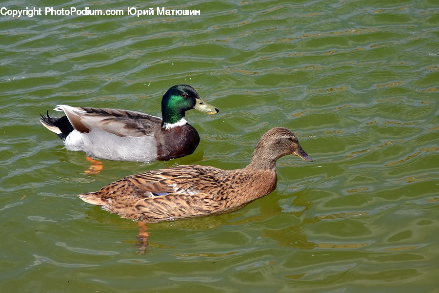 Bird, Duck, Teal, Waterfowl, Mallard, Goose, Water