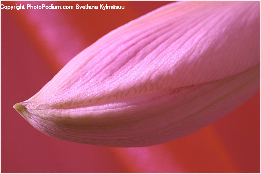 Garlic, Plant