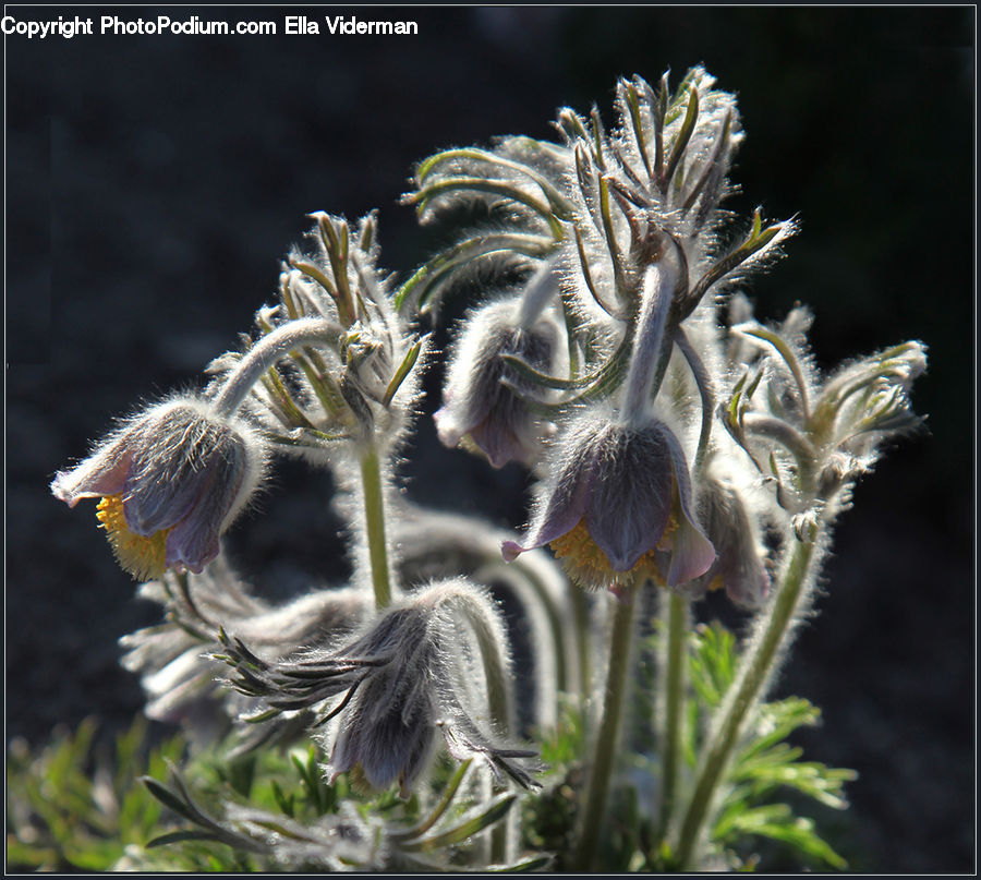 Bee, Insect, Invertebrate, Conifer, Fir, Plant, Tree