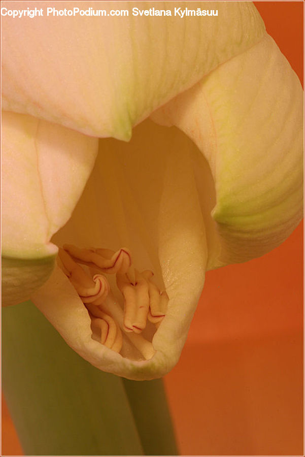 People, Person, Human, Flora, Flower, Gladiolus, Plant