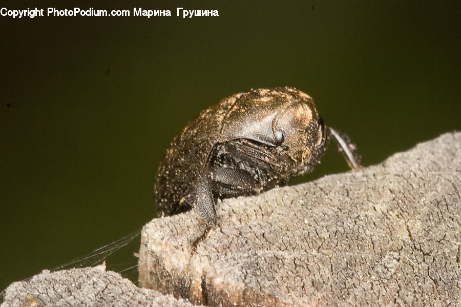 Dung Beetle, Insect, Invertebrate, Cockroach, Asilidae