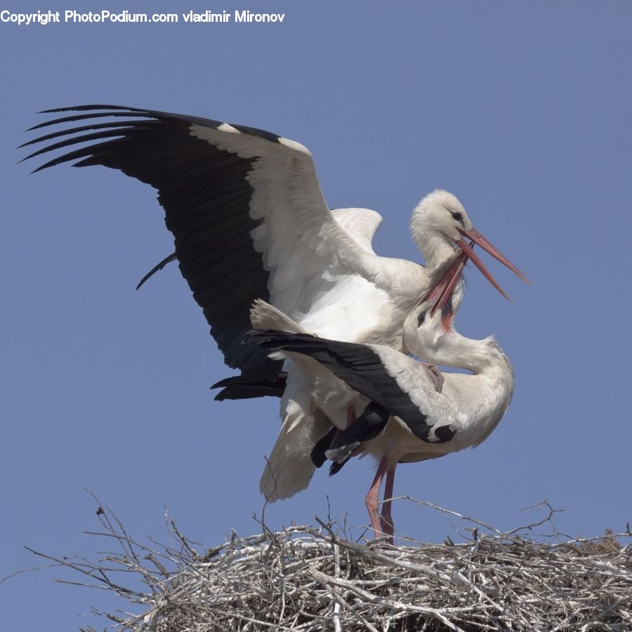 Bird, Stork, Beak, Crane Bird, Heron