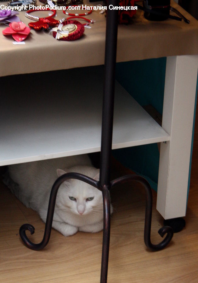 Animal, Cat, Mammal, Pet, Chair, Furniture, Siamese