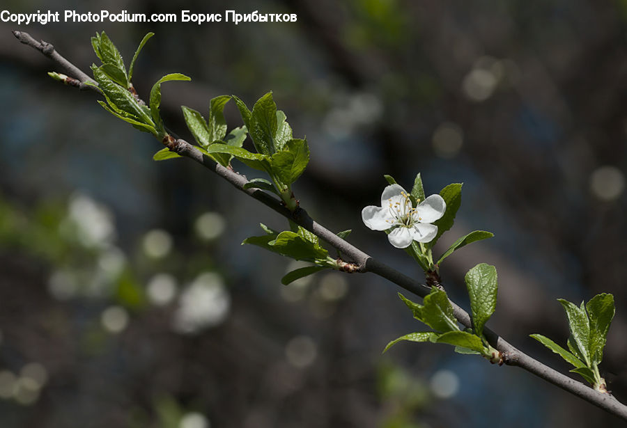 Bud, Plant, Blossom, Flora, Flower, Leaf, Cherry Blossom