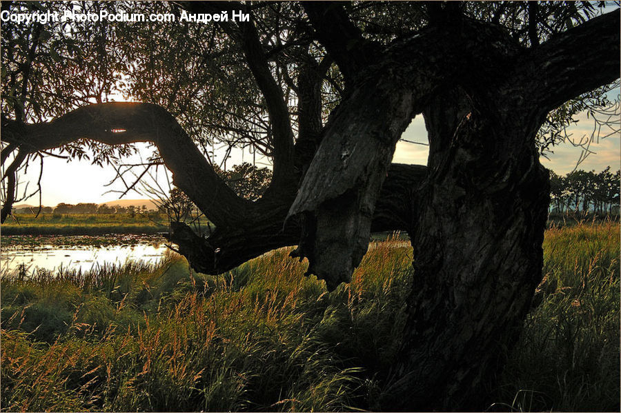 Plant, Tree, Willow, Oak, Wood, Blossom, Flora