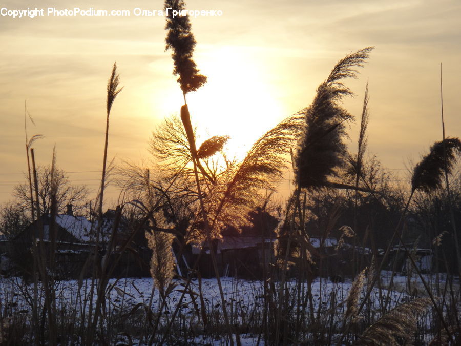 Grass, Plant, Reed, Field, Grassland, Potted Plant, Land