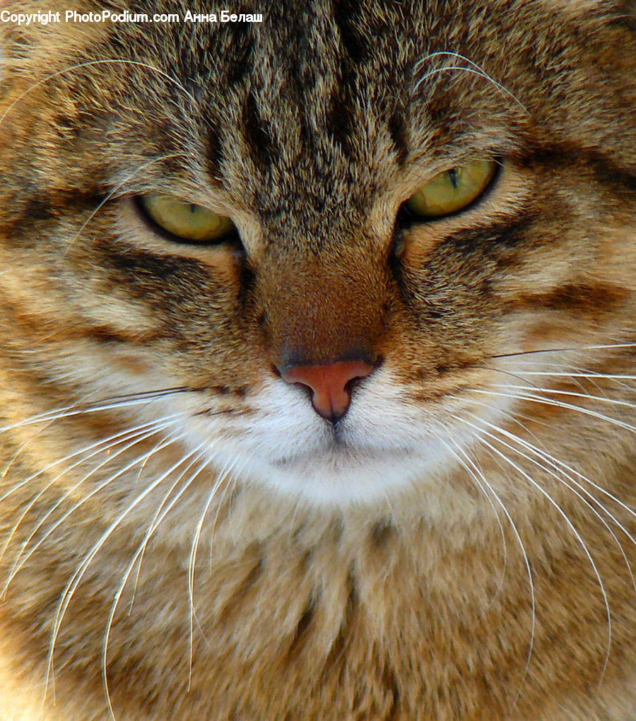 Animal, Cat, Mammal, Pet, Abyssinian, Manx