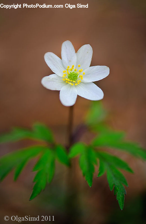 Blossom, Flora, Flower, Plant, Petal, Daisies, Daisy