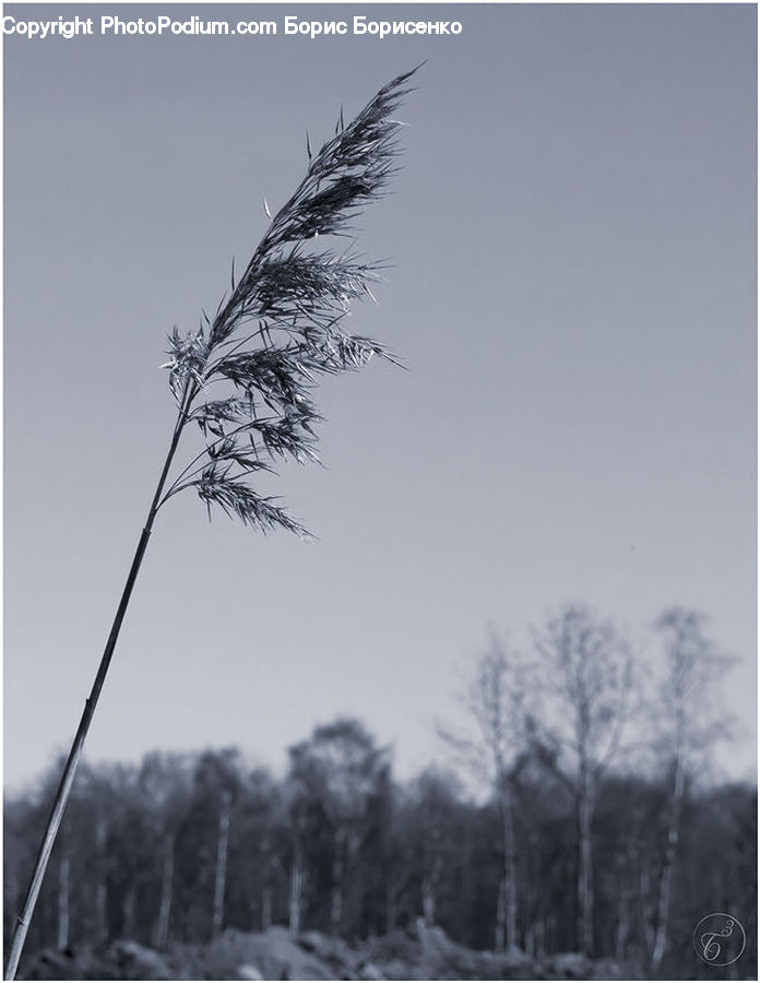 Grass, Plant, Reed, Ice, Outdoors, Snow, Road