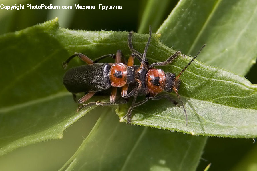 Arachnid, Garden Spider, Insect, Invertebrate, Spider, Cricket Insect, Grasshopper
