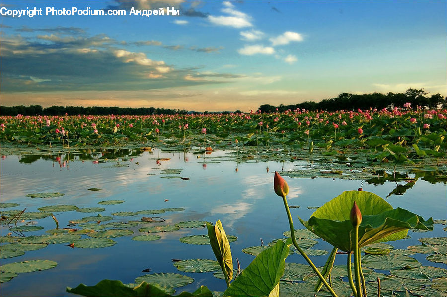 Flower, Lily, Plant, Pond Lily, Outdoors, Pond, Water
