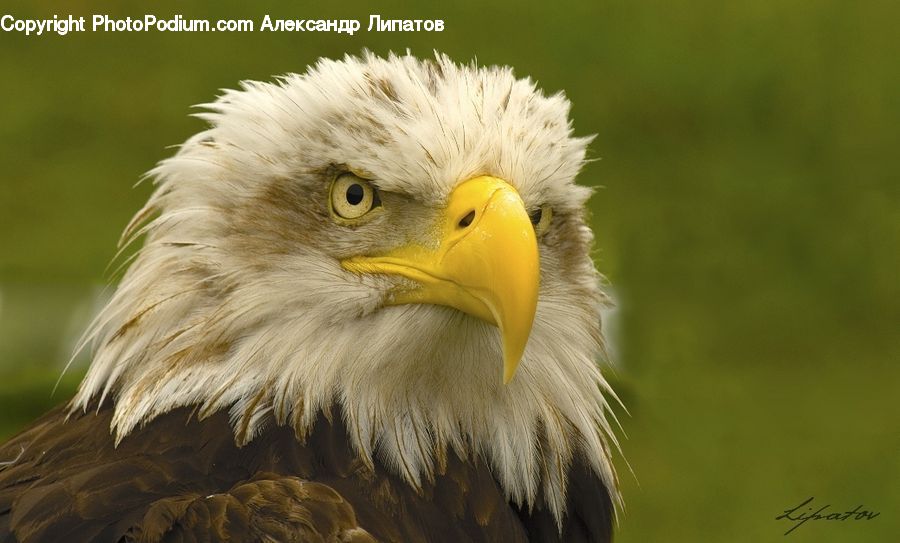 Bird, Eagle, Bald Eagle, Beak