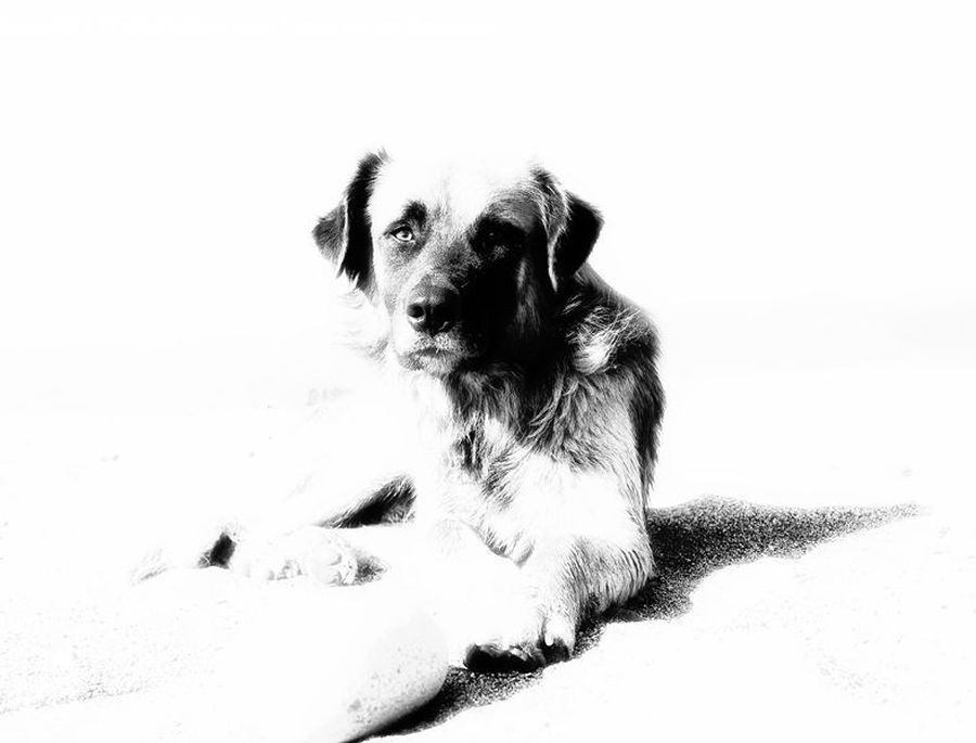 Animal, Canine, Collie, Dog, Mammal, Pet, Terrier