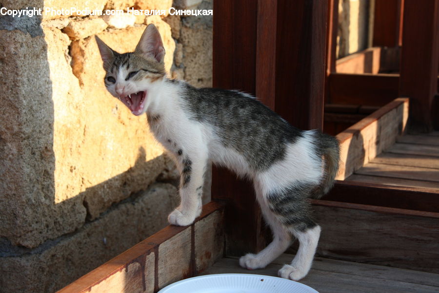 Animal, Cat, Pet, Siamese, Mammal, Manx, Kitten