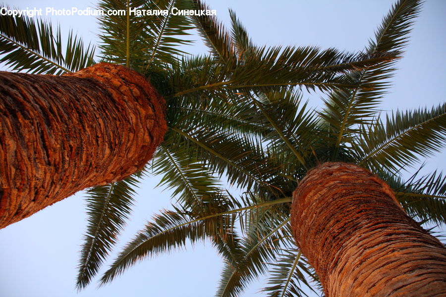 Palm Tree, Plant, Tree, Arecaceae, Fern, Conifer, Fir