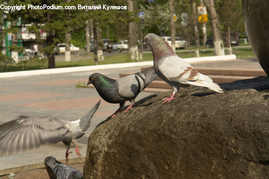 Bird, Pigeon, Dove, Goose, Waterfowl