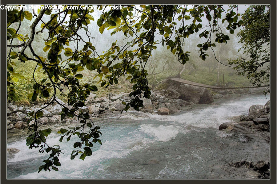 Plant, Vine, Creek, Outdoors, River, Water, Rock