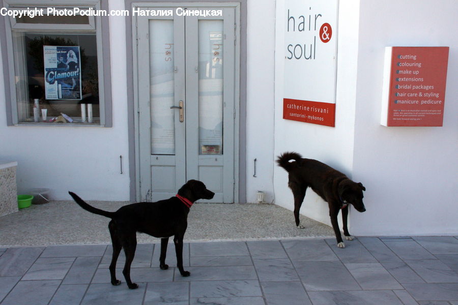 Animal, Canine, Dog, Mammal, Pet, Pointer, Labrador Retriever
