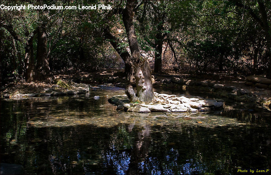 Alligator, Crocodile, Reptile, Forest, Jungle, Rainforest, Vegetation