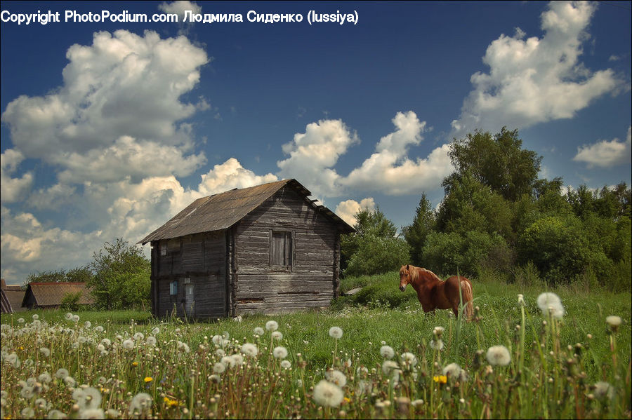 Animal, Horse, Mammal, Field, Grass, Grassland, Land