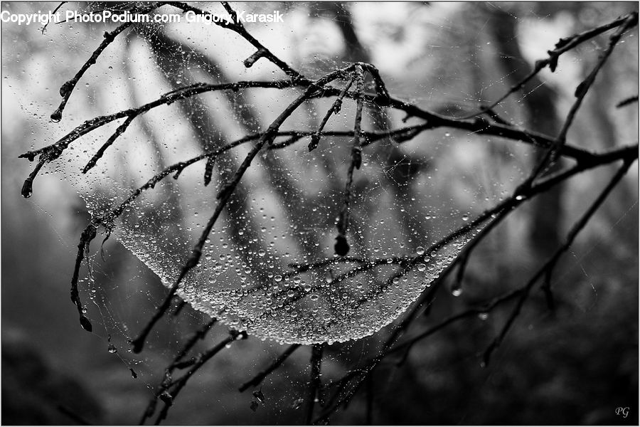 Wire, Frost, Ice, Outdoors, Snow, Plant, Blossom