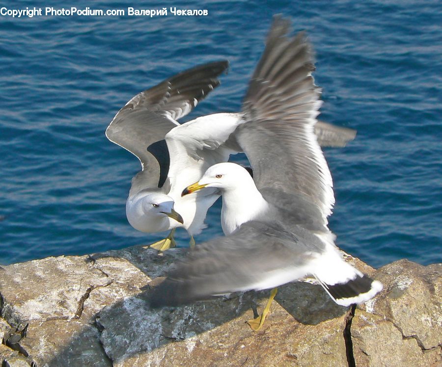 Bird, Booby, Seagull, Albatross, Waterfowl, Beak