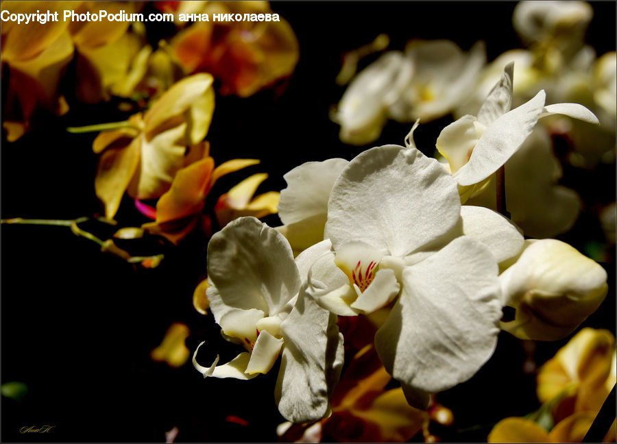 People, Person, Human, Blossom, Flora, Flower, Orchid