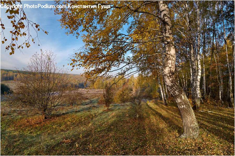 Birch, Tree, Wood, Dirt Road, Gravel, Road, Grassland
