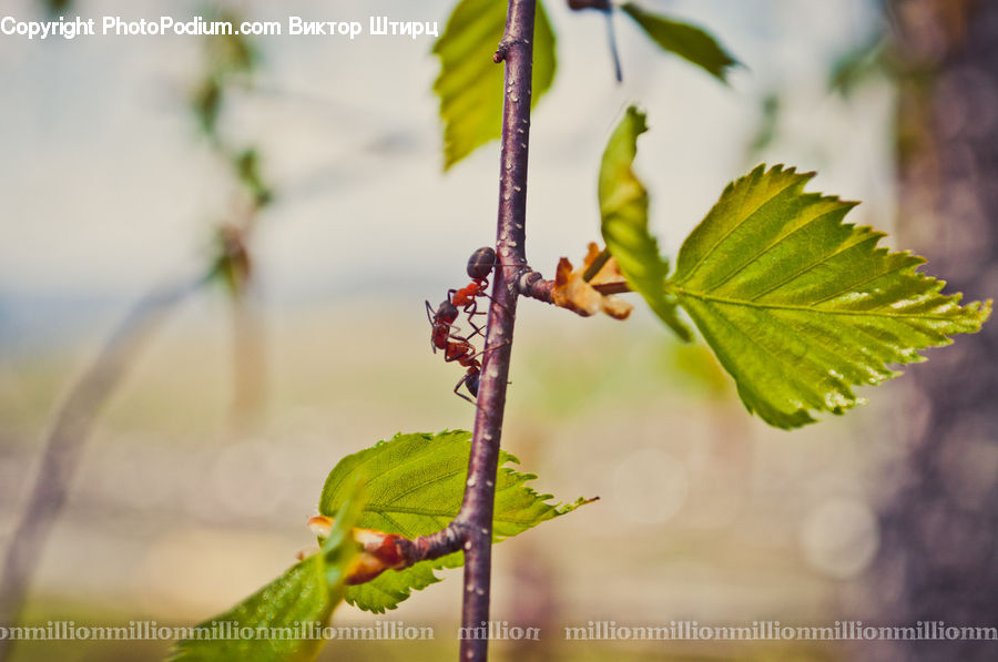 Bird, Parakeet, Parrot, Fruit, Grapes, Plant, Vine