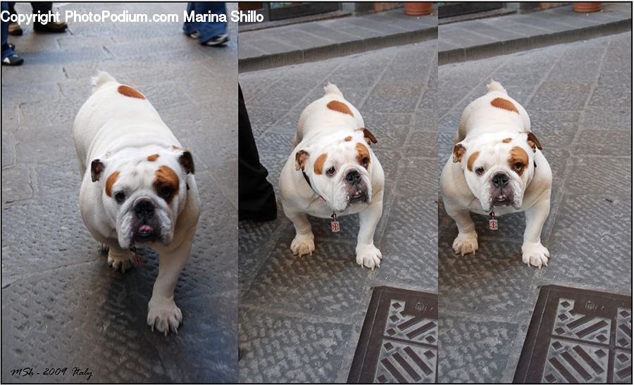 Animal, Boxer, Bulldog, Canine, Dog, Mammal, Pet