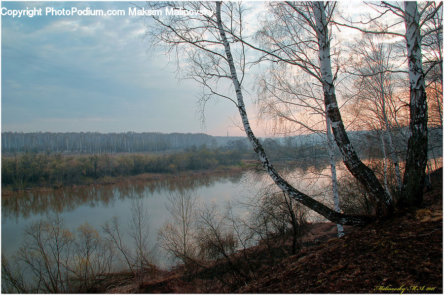Birch, Tree, Wood, Land, Marsh, Outdoors, Swamp
