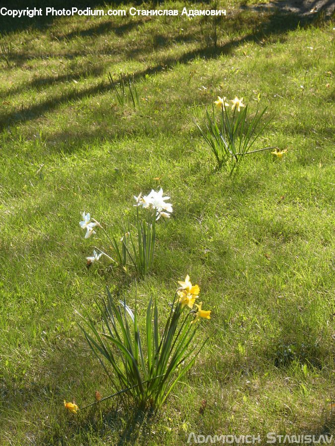 Field, Grass, Grassland, Plant, Land, Outdoors, Blossom