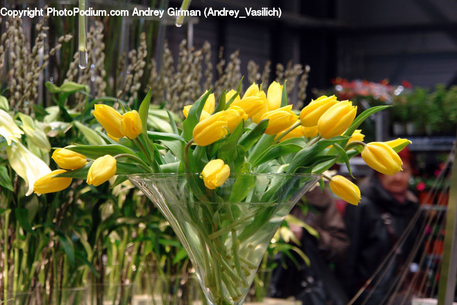 Blossom, Flora, Flower, Plant, Tulip, Daffodil, Potted Plant
