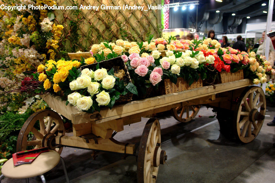 Plant, Potted Plant, Blossom, Flower, Rose, Barrow, Vehicle