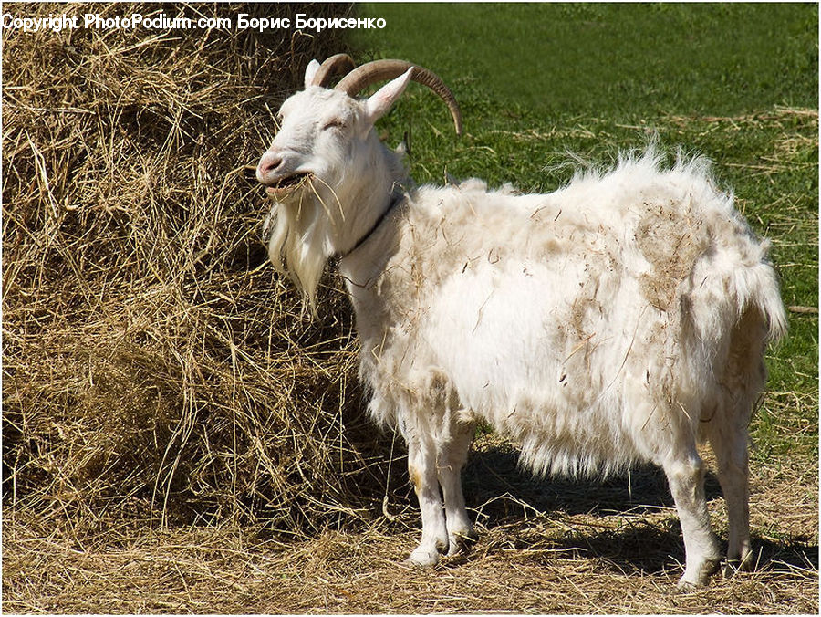Animal, Goat, Mammal, Mountain Goat, Cattle