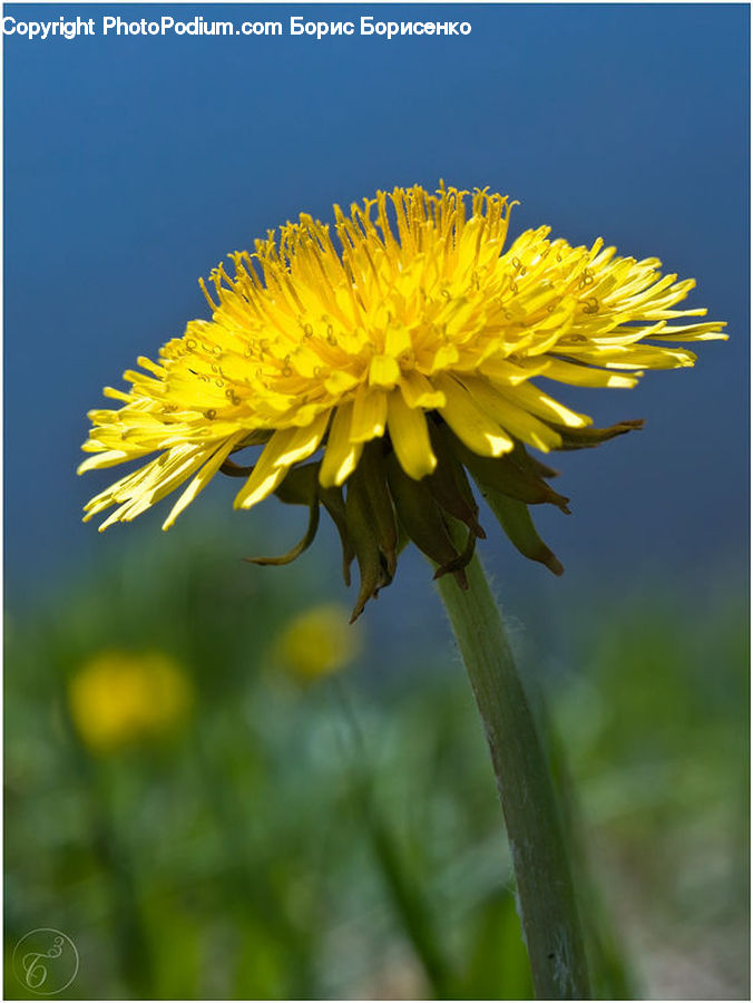 Dandelion, Flower, Plant, Blossom, Flora, Asteraceae, Daisies