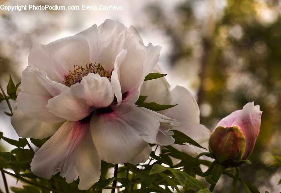 Blossom, Flower, Peony, Plant, Artichoke, Bud, Potted Plant