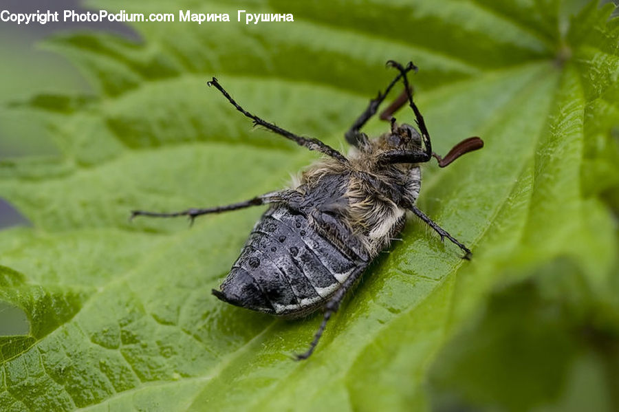 Insect, Invertebrate, Arachnid, Garden Spider, Spider, Andrena, Apidae