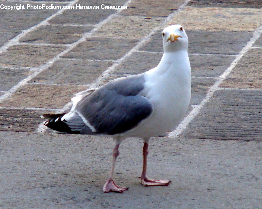 Bird, Seagull, Invertebrate, Worm, Aerial View, Goose, Waterfowl