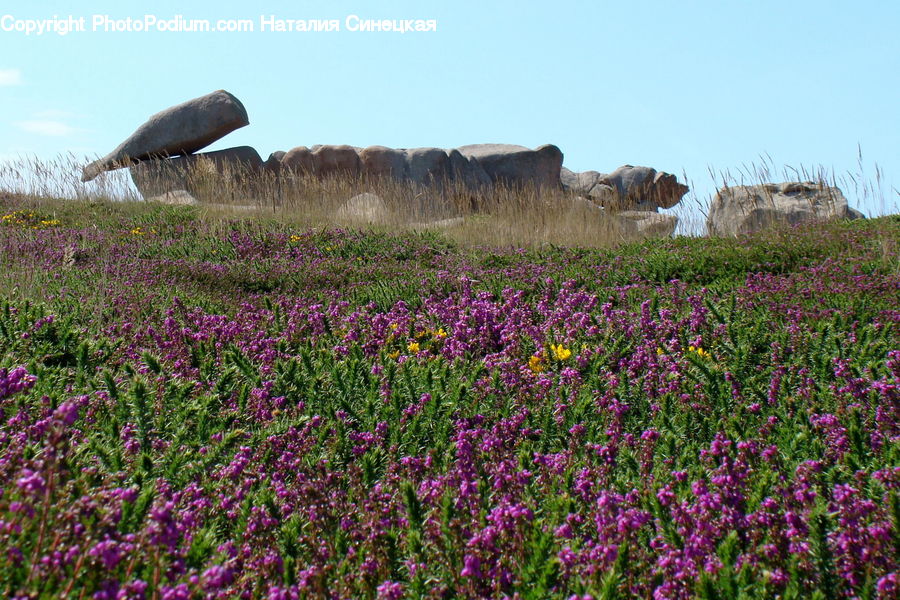 Blossom, Crocus, Flora, Flower, Plant, Bunker, Bush
