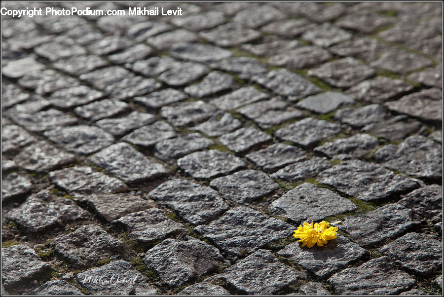 Pavement, Asteraceae, Blossom, Flora, Flower, Plant, Asphalt