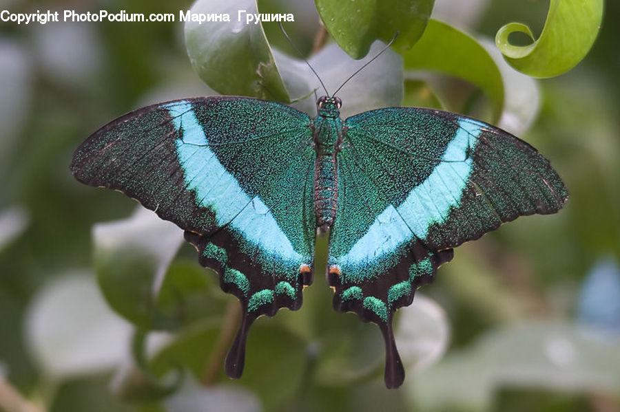 Butterfly, Insect, Invertebrate, Plant, Blossom, Flora, Flower