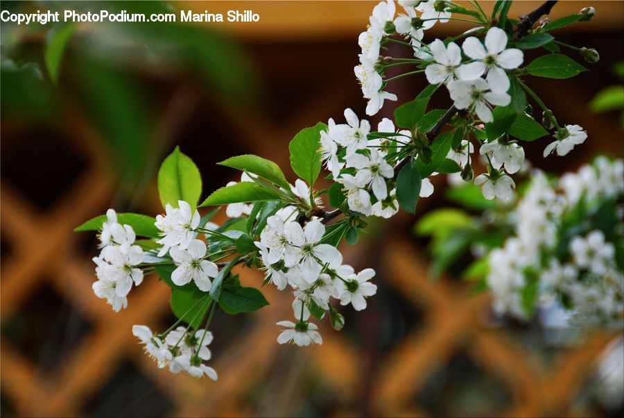 Blossom, Flora, Flower, Plant, Apiaceae, Geranium, Lilac